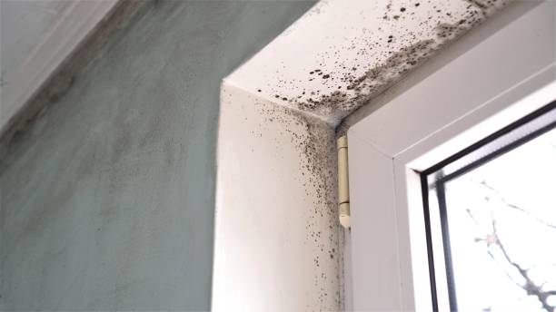 Best Commercial Mold Inspection  in Port Barrington, IL